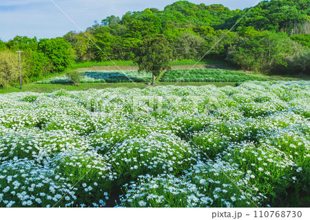 海辺の花畑 フラワーパーク浦島 海辺の花畑 フラワーパーク浦島 110768730