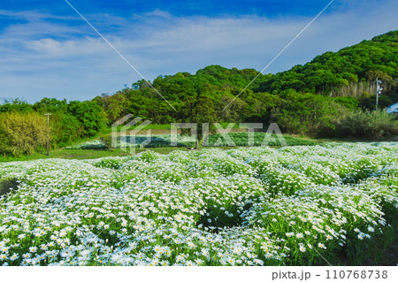 海辺の花畑 フラワーパーク浦島 海辺の花畑 フラワーパーク浦島 110768738