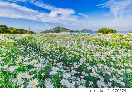 海辺の花畑　フラワーパーク浦島 110768744