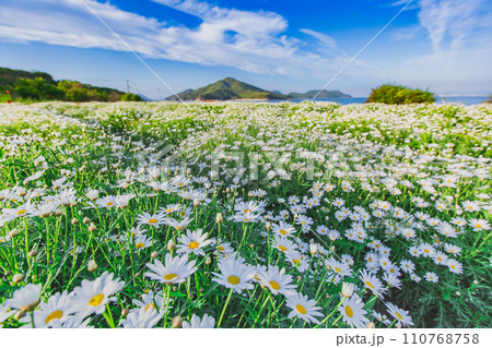 海辺の花畑　フラワーパーク浦島 110768758