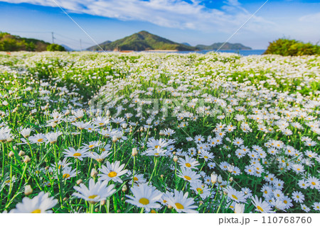 海辺の花畑　フラワーパーク浦島 110768760
