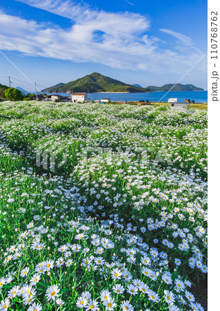 海辺の花畑 フラワーパーク浦島 海辺の花畑 フラワーパーク浦島 110768762