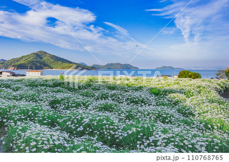 海辺の花畑　フラワーパーク浦島 110768765