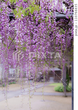 香川県三豊市　藤の花寺　萬福寺 110768835
