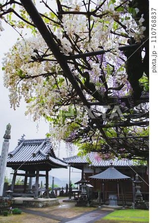 香川県三豊市 藤の花寺 萬福寺 香川県三豊市 藤の花寺 萬福寺 110768837