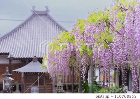 香川県三豊市 藤の花寺 萬福寺 香川県三豊市 藤の花寺 萬福寺 110768855