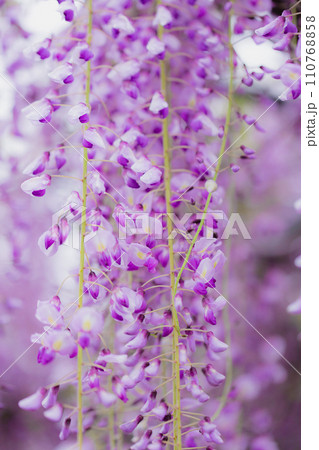 香川県三豊市 藤の花寺 萬福寺 香川県三豊市 藤の花寺 萬福寺 110768858
