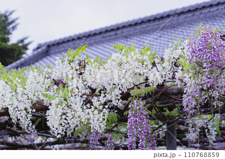 香川県三豊市 藤の花寺 萬福寺 香川県三豊市 藤の花寺 萬福寺 110768859