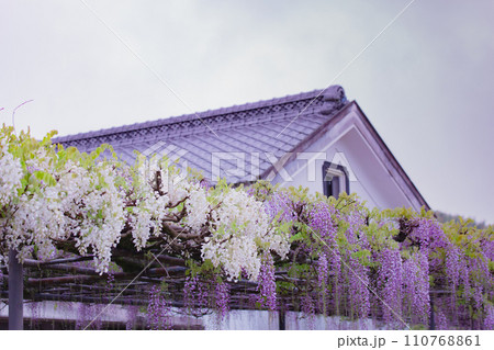 香川県三豊市　藤の花寺　萬福寺 110768861