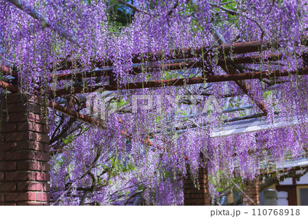 香川県高松市　樹齢800年の孔雀藤　岩田神社 110768918