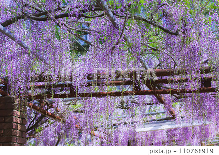 香川県高松市　樹齢800年の孔雀藤　岩田神社 110768919