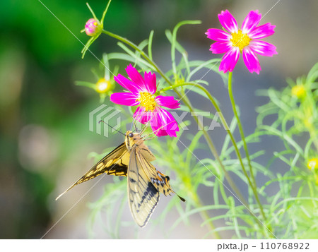 コスモスとキアゲハの望遠マクロ 110768922