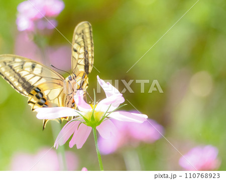 日差しを受けるアゲハチョウとコスモス 110768923