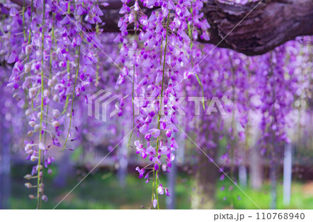 香川県高松市　樹齢800年の孔雀藤　岩田神社 110768940