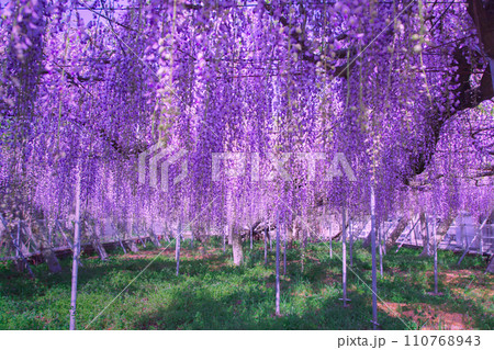香川県高松市　樹齢800年の孔雀藤　岩田神社 110768943