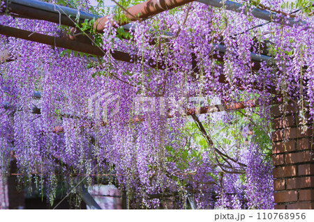 香川県高松市　樹齢800年の孔雀藤　岩田神社 110768956