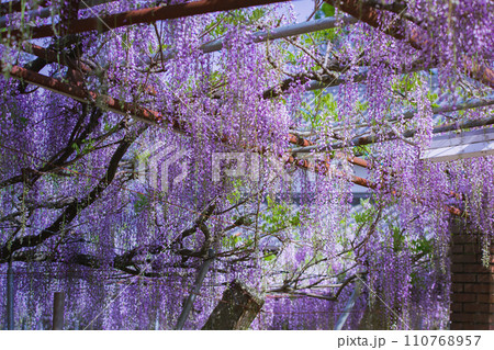 香川県高松市　樹齢800年の孔雀藤　岩田神社 110768957