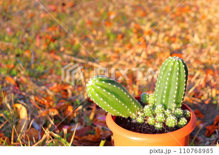 ビャクダン　鉢植え 110768985