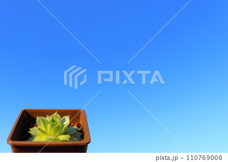 センペルビューム 鉢植え センペルビューム 鉢植え 110769008