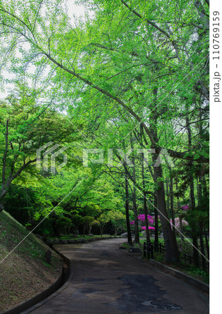 香川県仲多度郡多度津町 桃陵公園の自然 香川県仲多度郡多度津町 桃陵公園の自然 110769159