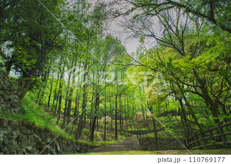 香川県仲多度郡多度津町 桃陵公園の自然 香川県仲多度郡多度津町 桃陵公園の自然 110769177