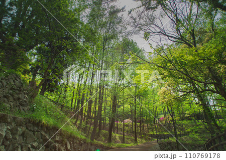 香川県仲多度郡多度津町 桃陵公園の自然 香川県仲多度郡多度津町 桃陵公園の自然 110769178