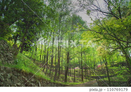 香川県仲多度郡多度津町　桃陵公園の自然 110769179