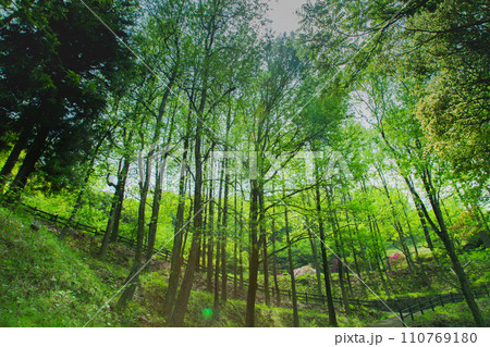 香川県仲多度郡多度津町　桃陵公園の自然 110769180