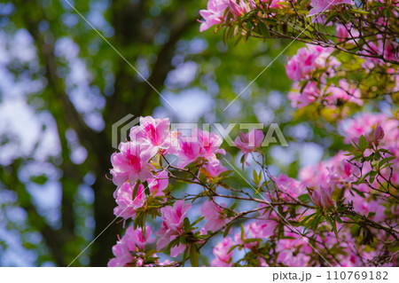 香川県仲多度郡多度津町 桃陵公園の自然 香川県仲多度郡多度津町 桃陵公園の自然 110769182