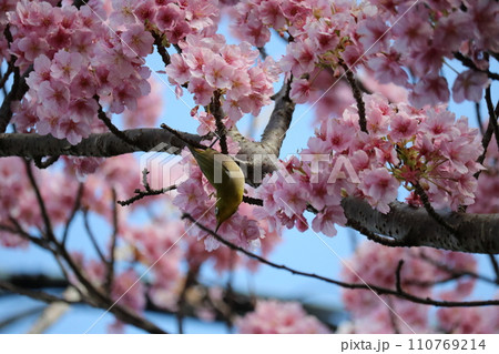 河津桜と枝に憩うメジロ white-eye resting on cherry branch 河津桜と枝に憩うメジロ white-eye resting on cherry branch 110769214