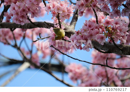 河津桜と枝に憩うメジロ white-eye resting on cherry branch 110769217