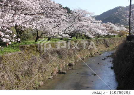 大阪府阪南市山中渓の桜風景 大阪府阪南市山中渓の桜風景 110769298
