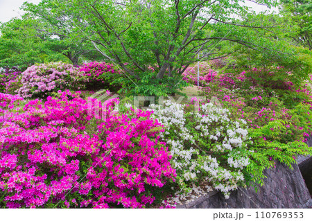 香川県高松市　仏生山公園のツツジ 110769353