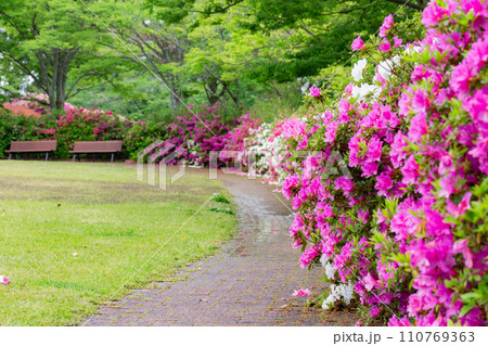 香川県高松市 仏生山公園のツツジ 香川県高松市 仏生山公園のツツジ 110769363