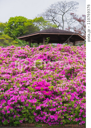 香川県高松市　仏生山公園のツツジ 110769376