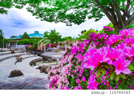 香川県高松市 仏生山公園のツツジ 香川県高松市 仏生山公園のツツジ 110769385