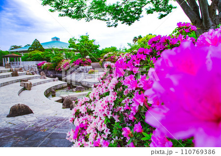香川県高松市　仏生山公園のツツジ 110769386