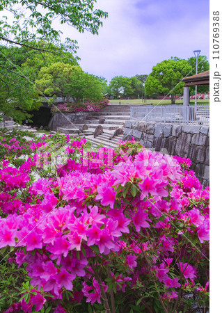 香川県高松市 仏生山公園のツツジ 香川県高松市 仏生山公園のツツジ 110769388