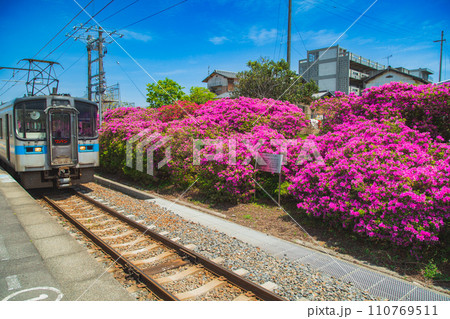 香川県観音寺市　JR豊浜駅のツツジ香川県観音寺市　JR豊浜駅のツツジ 110769511