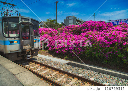 香川県観音寺市　JR豊浜駅のツツジ香川県観音寺市　JR豊浜駅のツツジ 110769515