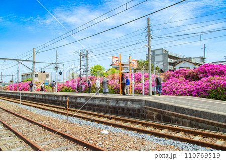 香川県観音寺市　JR豊浜駅のツツジ香川県観音寺市　JR豊浜駅のツツジ 110769519