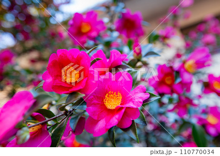 香川県丸亀市　中津万象園 110770034