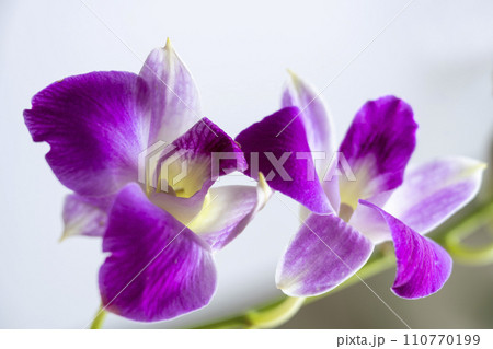 デンファレ デンファレ 110770199