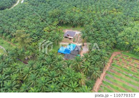 Aerial top view of a small house in lush green trees from above in tropical forest in national park in summer season. Natural landscape. Pattern texture background. 110770317