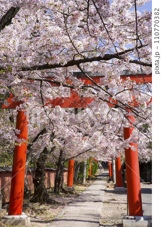 鳥居と桜並木 110770382