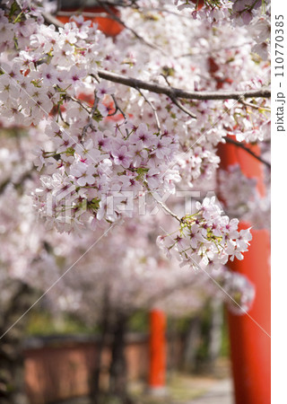 春花盛り 110770385