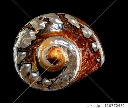 South African Turban Shell on a black background 110770482