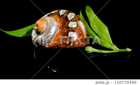 South African Turban Shell on a black background South African Turban Shell on a black background 110770489