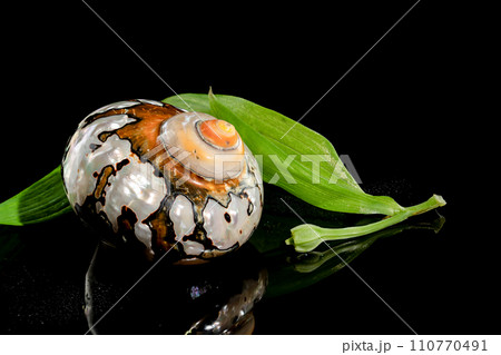 South African Turban Shell on a black background South African Turban Shell on a black background 110770491