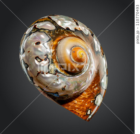 South African Turban Shell on a gray background South African Turban Shell on a gray background 110770493